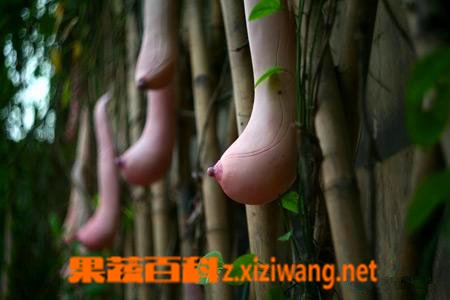果蔬百科乳瓜