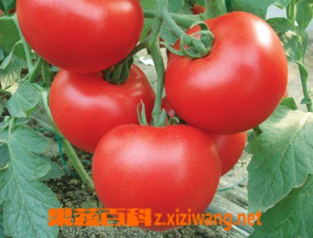 果蔬百科番茄