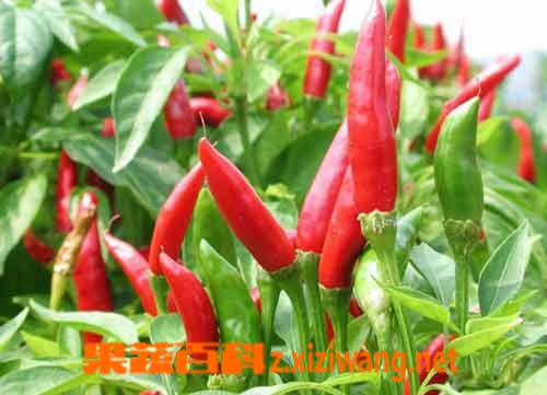 果蔬百科辣椒