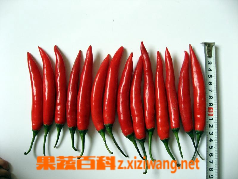 果蔬百科辣椒