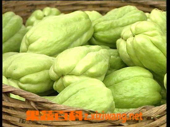 果蔬百科佛手瓜