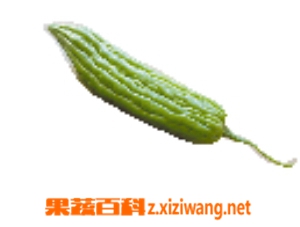果蔬百科苦瓜