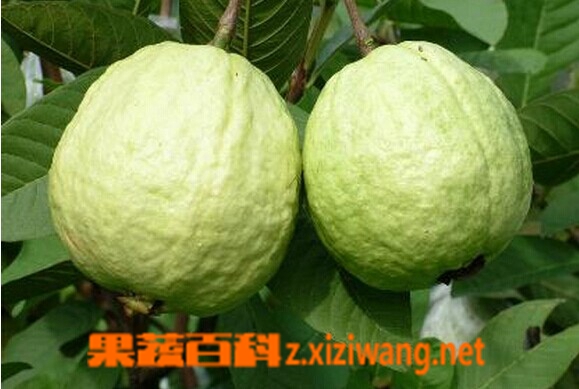 果蔬百科番石榴