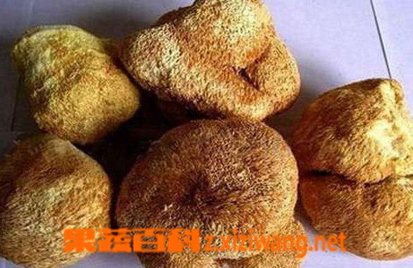 果蔬百科鲜猴头菇怎么保存