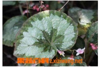 蟆叶秋海棠的功效与作用