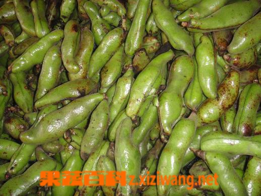 果蔬百科蚕豆