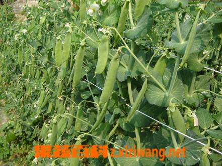 果蔬百科豌豆
