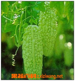 果蔬百科苦瓜