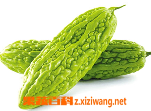 果蔬百科苦瓜