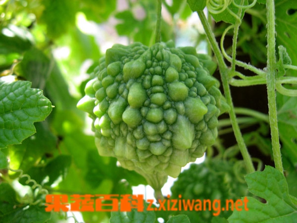 果蔬百科苦瓜