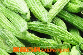 果蔬百科苦瓜