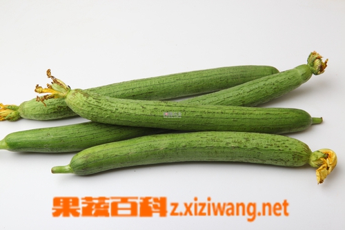果蔬百科丝瓜