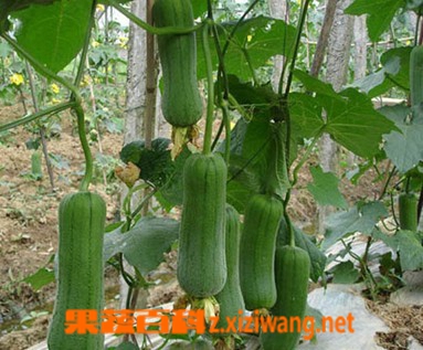 果蔬百科丝瓜