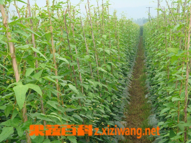 果蔬百科豇豆