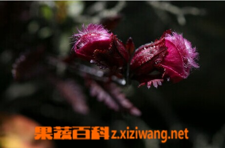 果蔬百科毛盔马先蒿