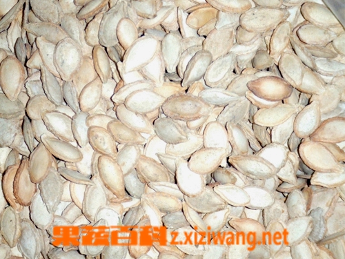 果蔬百科南瓜子