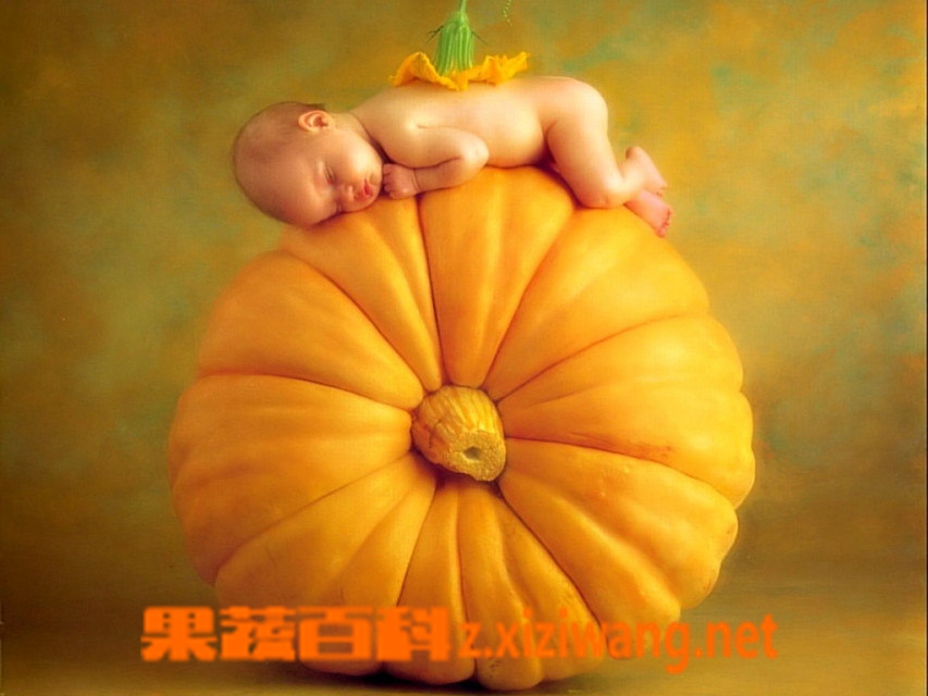 果蔬百科南瓜