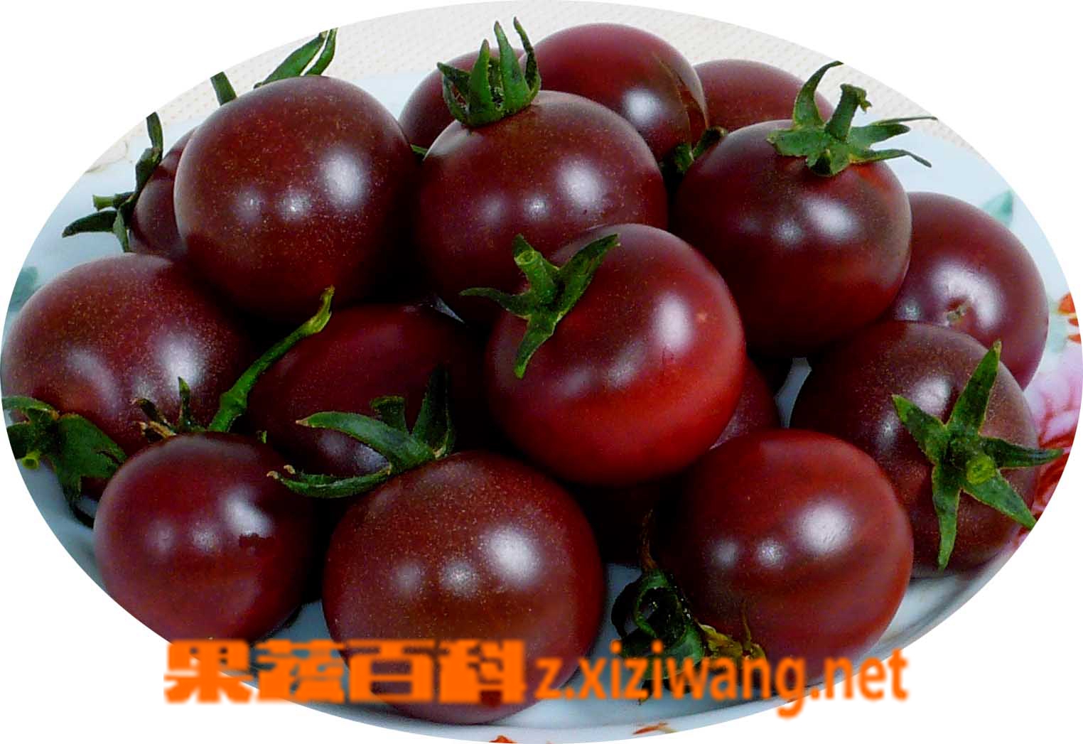 果蔬百科番茄