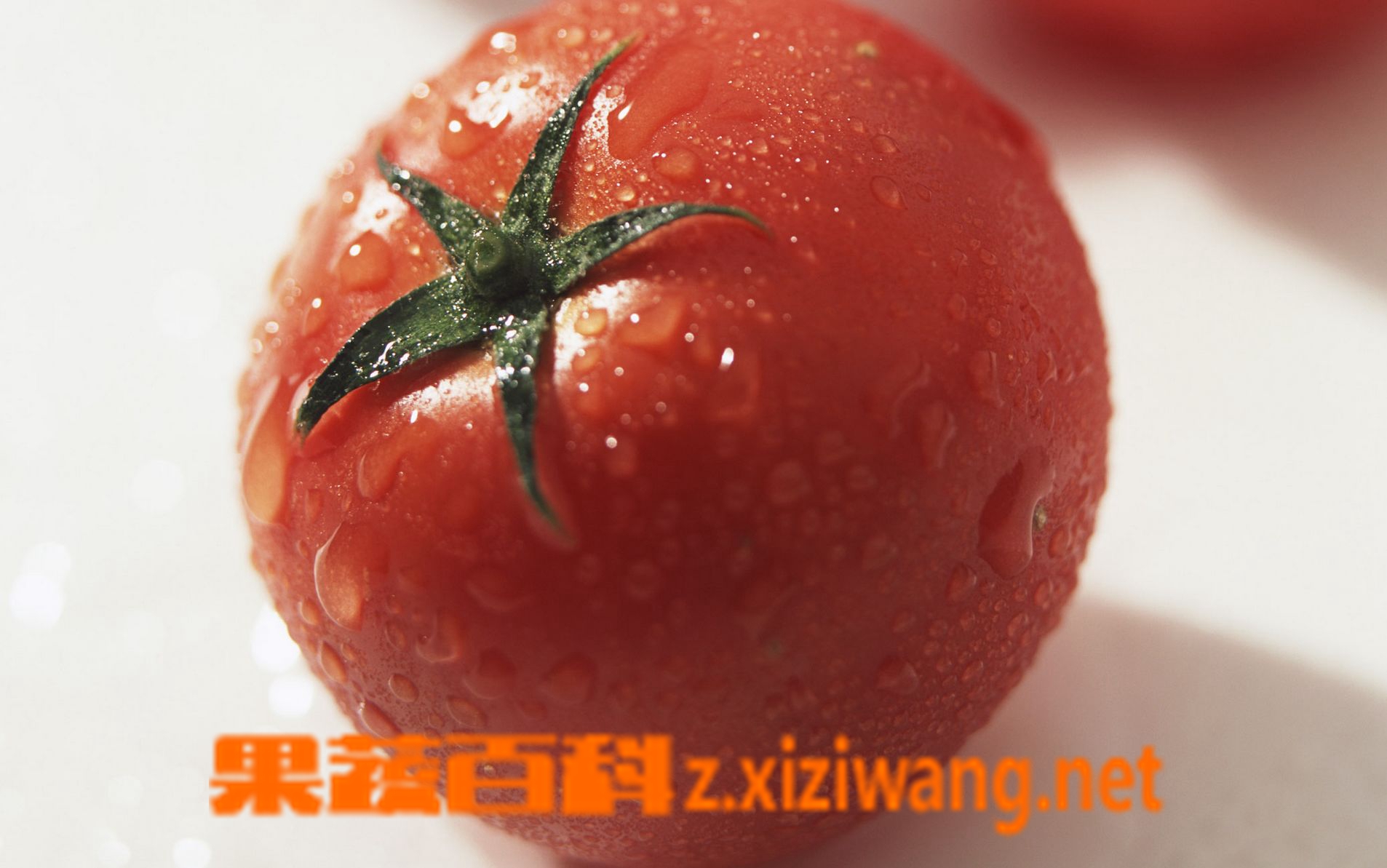 果蔬百科番茄