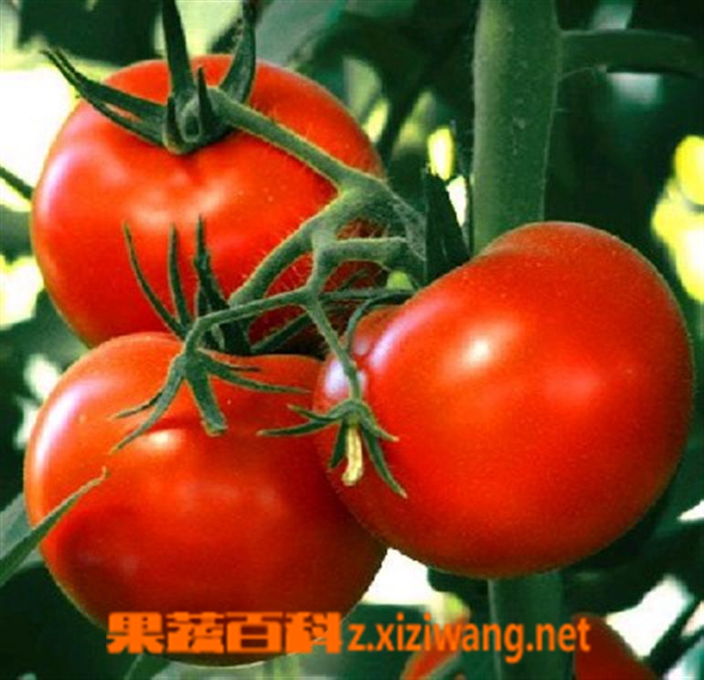 果蔬百科番茄红素