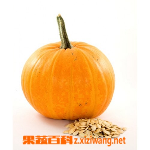 果蔬百科南瓜子