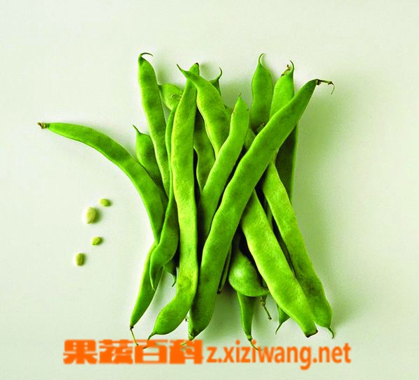 果蔬百科四季豆