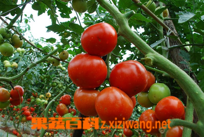 果蔬百科番茄