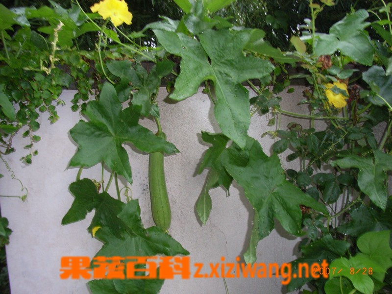 果蔬百科丝瓜