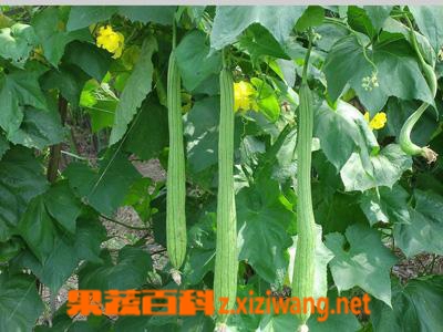 果蔬百科丝瓜