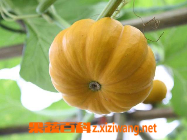 果蔬百科南瓜