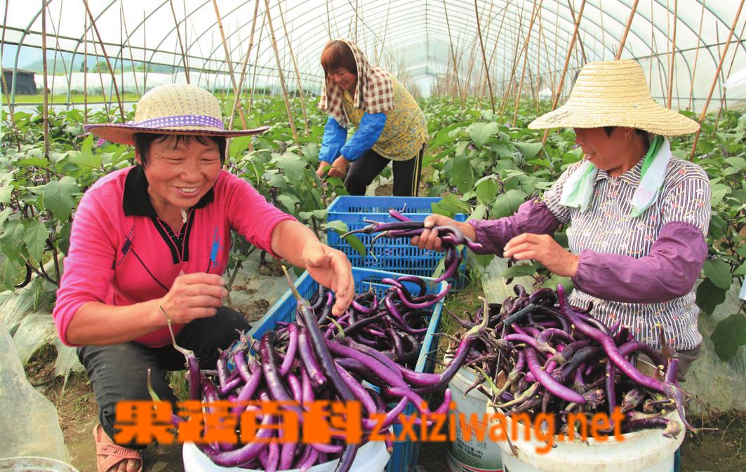 果蔬百科茄子