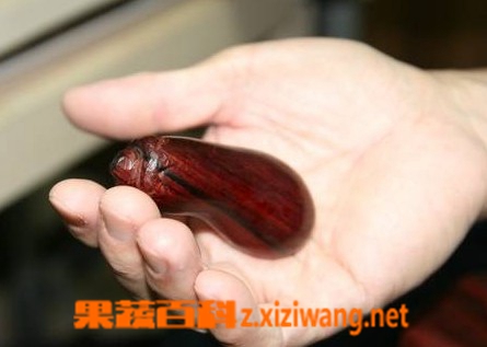 果蔬百科袖珍茄子