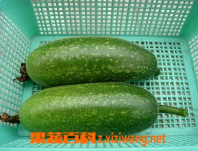 果蔬百科节瓜