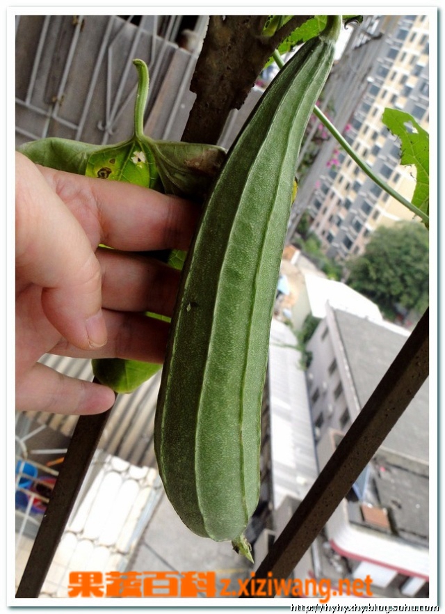 果蔬百科苦丝瓜
