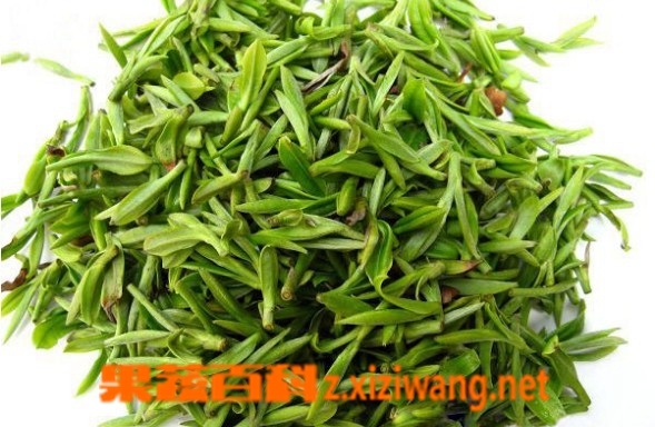 果蔬百科绿茶