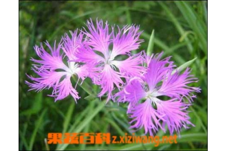 瞿麦的功效与作用