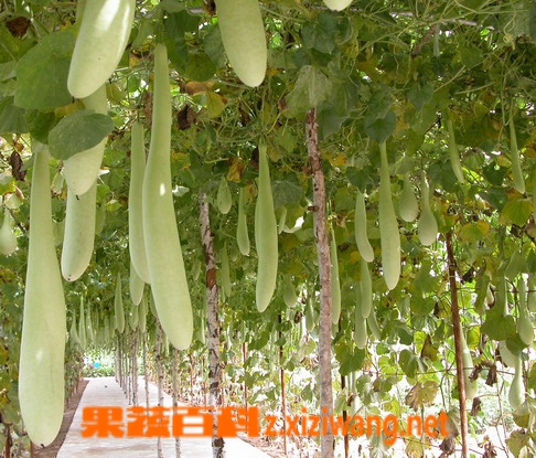 果蔬百科瓠瓜