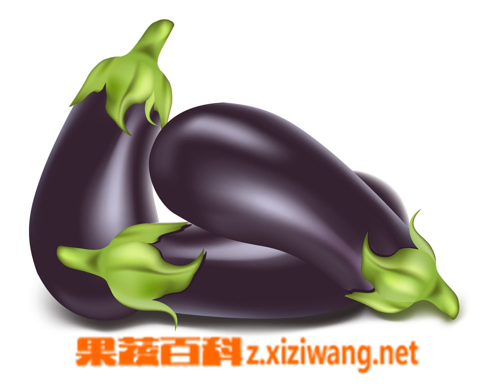果蔬百科茄子