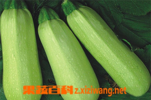 果蔬百科西葫芦