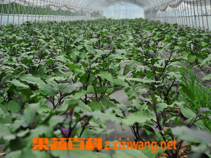 果蔬百科茄子