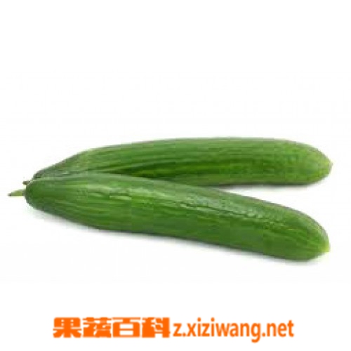 果蔬百科青瓜
