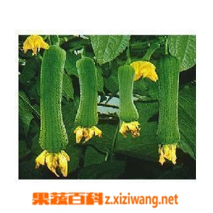 果蔬百科丝瓜
