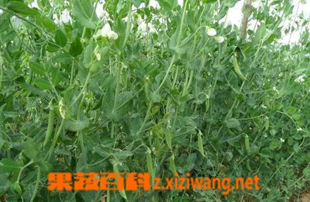 果蔬百科豌豆