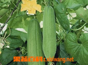 果蔬百科丝瓜