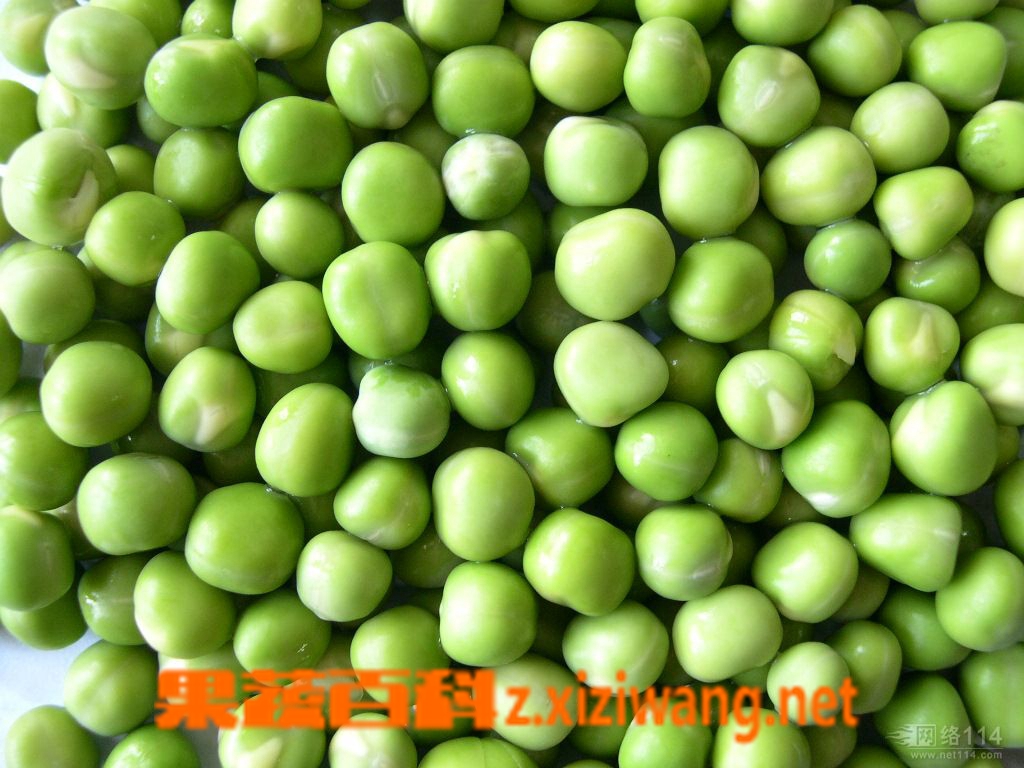 果蔬百科豌豆