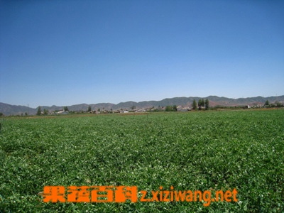 果蔬百科豌豆苗