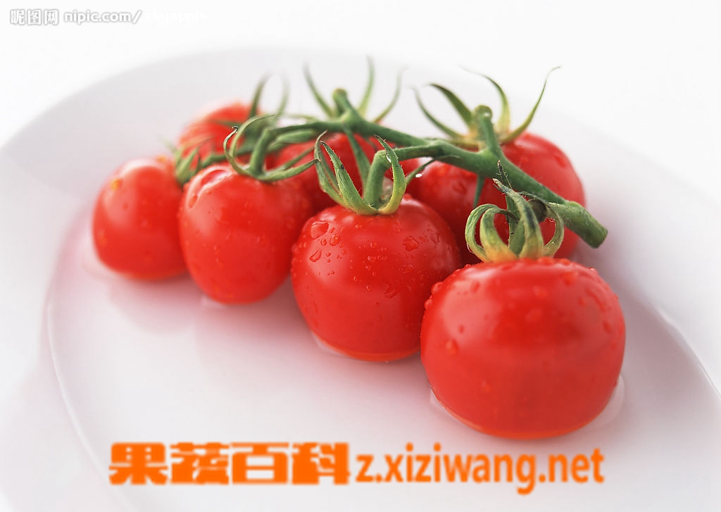 果蔬百科番茄
