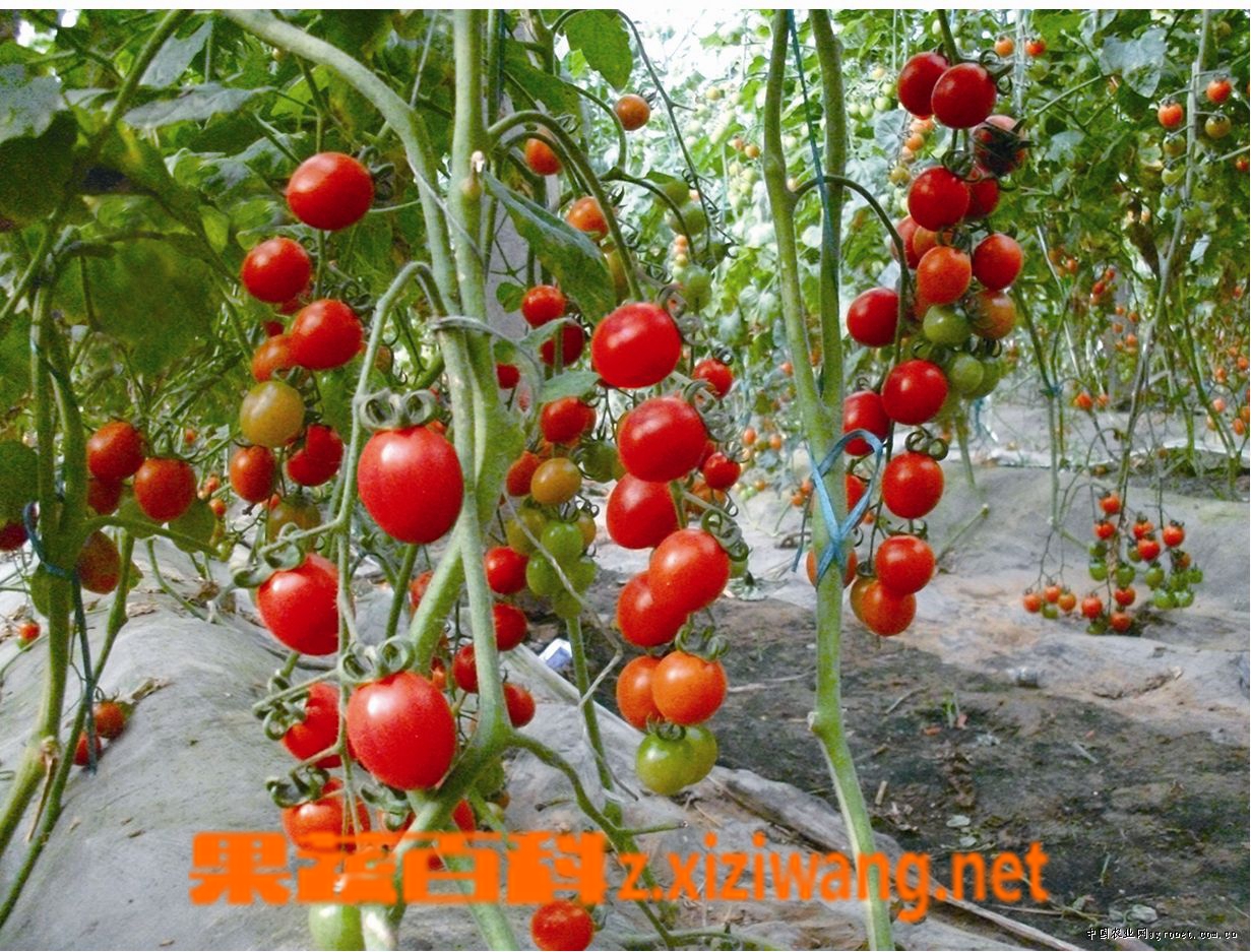 果蔬百科番茄