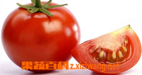 果蔬百科番茄