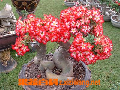 果蔬百科沙漠玫瑰